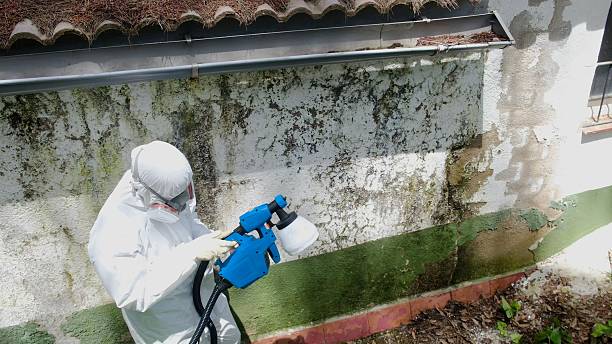 Trusted Attic Mold Removal service in Chaptico, MD - Cheap Mold Removal
